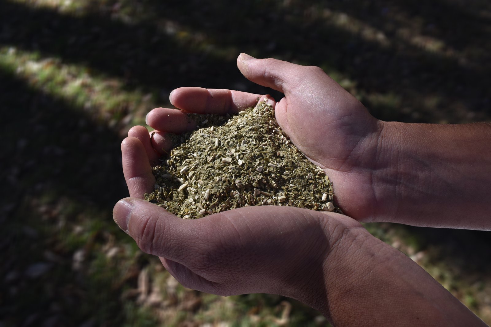 Yerba mate estacionada